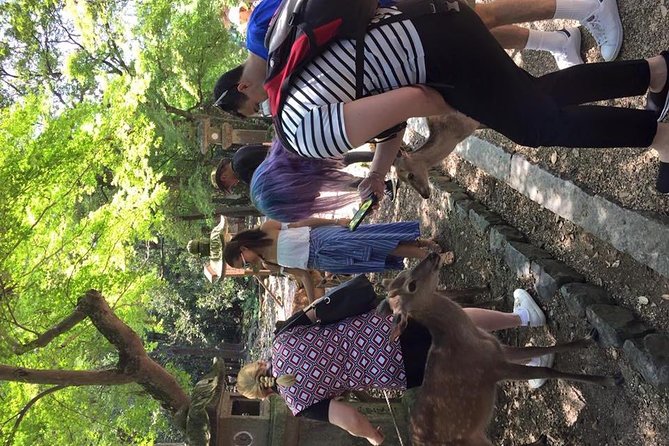 All must-sees in 3 hours - Nara Park Classic Tour! From JR Nara! - Price, group size, and overall value