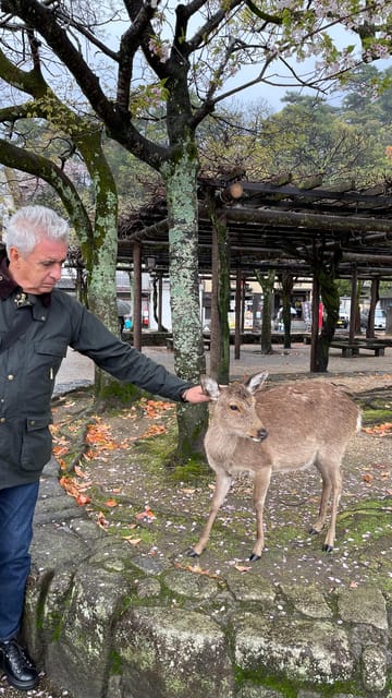 Amazing Hiroshima: Private City Tour with a Local Guide - Miyajima, the floating torii, and Itsukushima Shrine