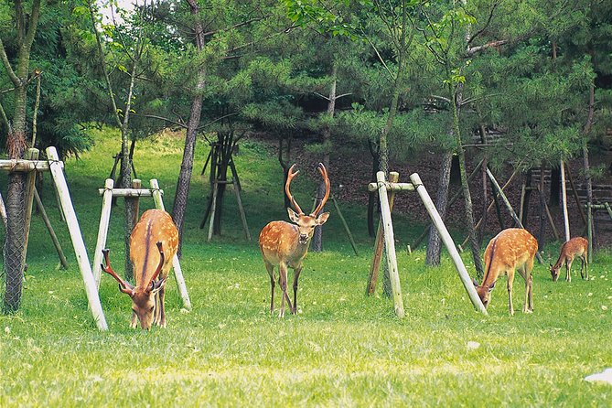 Ancient Capital Tour: Kyoto and Nara Highlights from Kyoto/Osaka - Why this Kyoto and Nara combination works