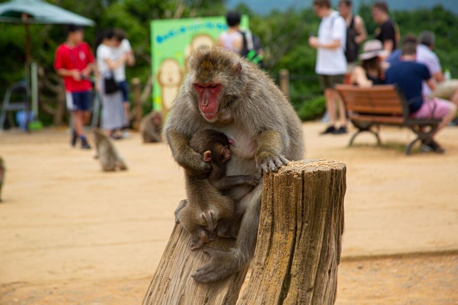 Arashiyama Bamboo, Temple, Monkeys, or Secret Sake Brewery - Climbing to Iwatayama Monkey Park