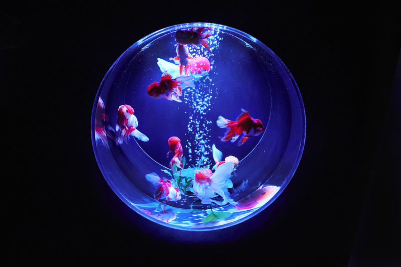 Art Aquarium Museum GINZA Ticket - Who will enjoy Art Aquarium Ginza