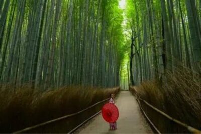 Best of Osaka, Kyoto and Hiroshima 6 Days by Vio Travel
