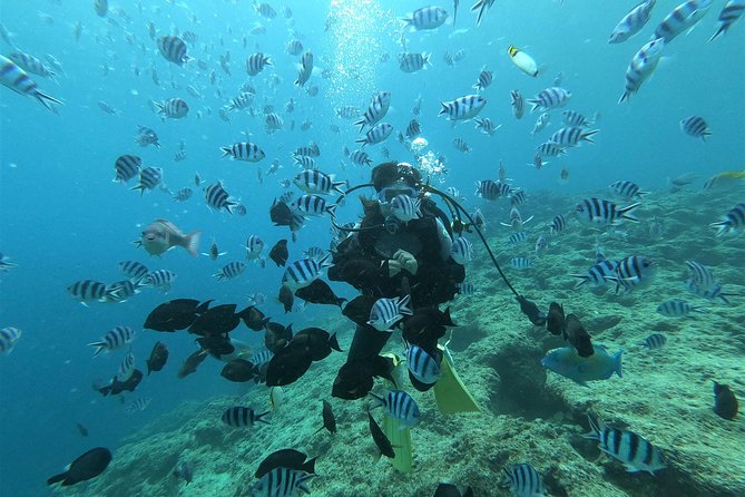 Blue Cave Area Experience Diving!Free feeding & photo images Chinese guide available!1 group with a dedicated instructor - What the Onna-son setting adds