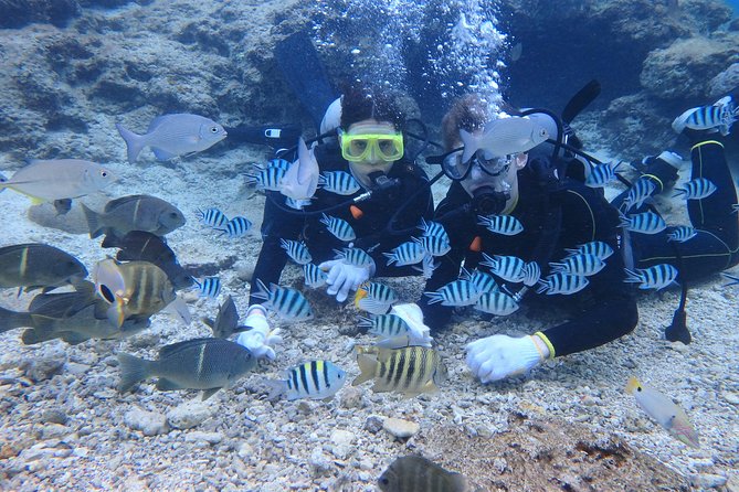 Blue Cave Area Experience Diving!Free feeding & photo images Chinese guide available!1 group with a dedicated instructor - The backup at Maeda Beach