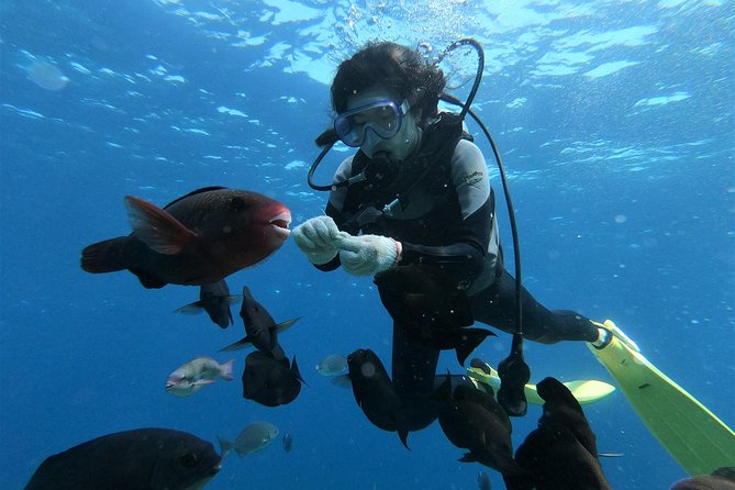 Blue Cave Area Experience Diving!Free feeding & photo images Chinese guide available!1 group with a dedicated instructor - Why beginners tend to like it