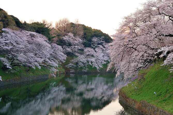 Cherry Blossom Private Tour - A private way to see Tokyo when the flowers are fickle