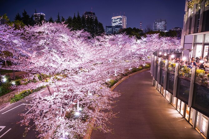 Cherry Blossom Private Tour - Akasaka: quieter streets and easier photographs