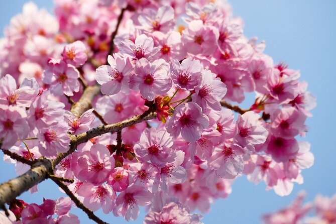 Cherry Blossom Private Tour - Roppongi Hill: blossoms with an urban backdrop