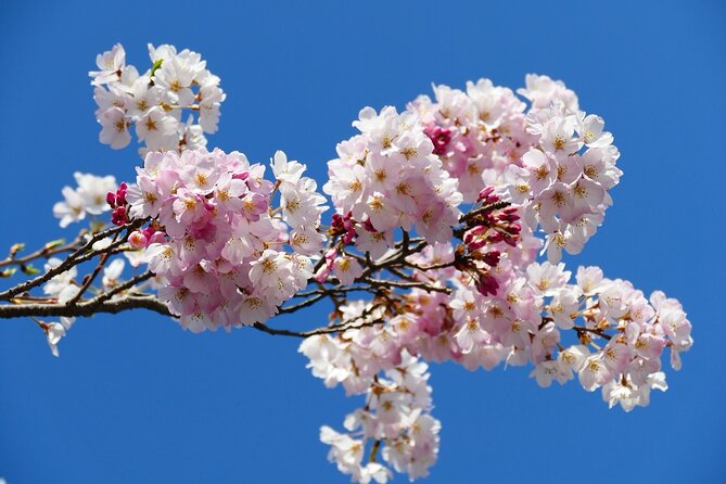 Cherry Blossom Private Tour - What the three-to-five-hour schedule really means