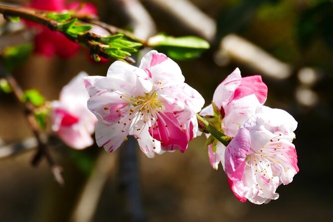 Cherry Blossom Private Tour - Guides, vehicles, snacks, and the personal touch