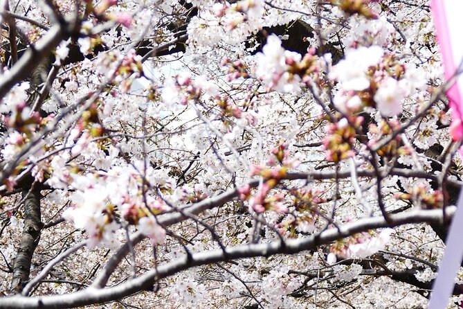 Cherry Blossom Private Tour - Imperial Palace: a short introduction to the blossoms
