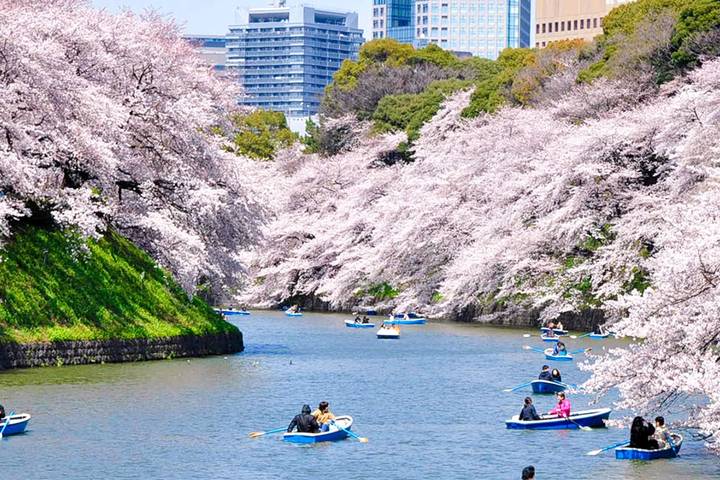 Cherry Blossoms of Japan Tour (Tailor-Made Private) by Odynovo - 14 Days - Tokyo’s temples, park paths, and river cruise