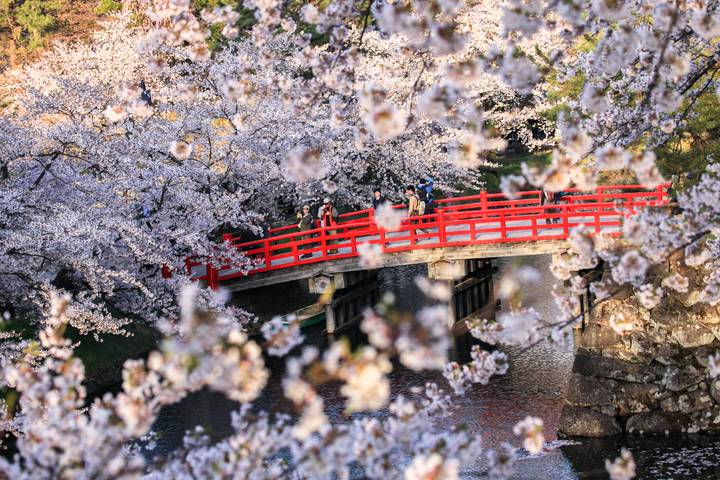 Cherry Blossoms of Japan Tour (Tailor-Made Private) by Odynovo - 14 Days - Takayama by train, then old-town streets
