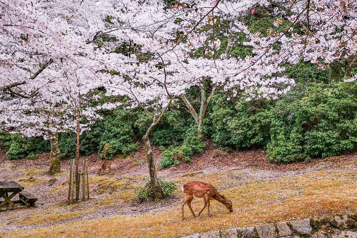 Cherry Blossoms of Japan Tour (Tailor-Made Private) by Odynovo - 14 Days - Kyoto’s bamboo, canal paths, and famous gates