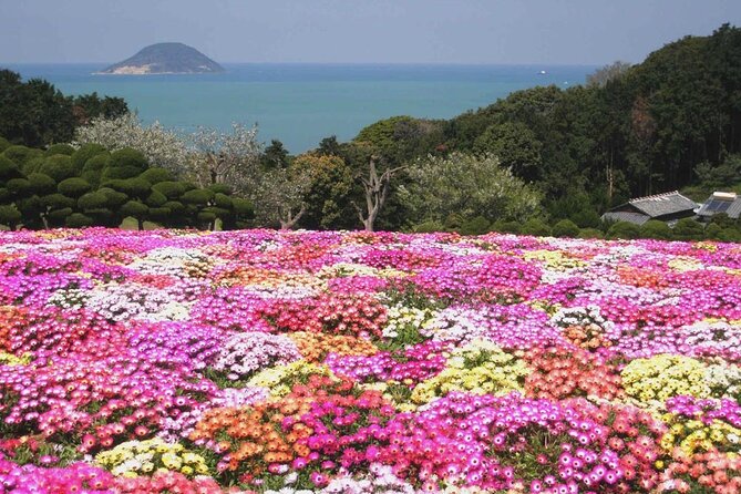Colors of Japan, Fukuoka Nokonoshima Island Park & Wagyu BBQ - Nokonoshima Island Park: flowers, hills, and choices
