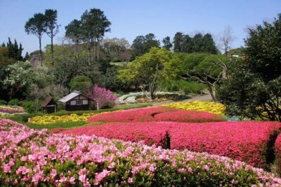 Colors of Japan, Fukuoka Nokonoshima Island Park & Wagyu BBQ