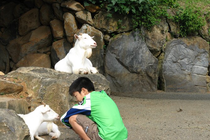 Colors of Japan, Fukuoka Nokonoshima Island Park & Wagyu BBQ - Animals, Noko golf, and the old village