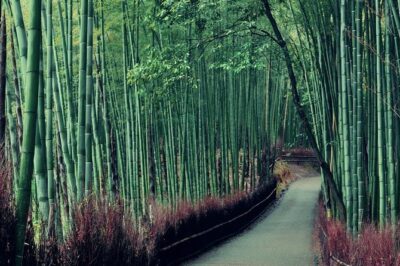Cruise Stop-Over: Private Custom Day trip to Kyoto from Kobe Port
