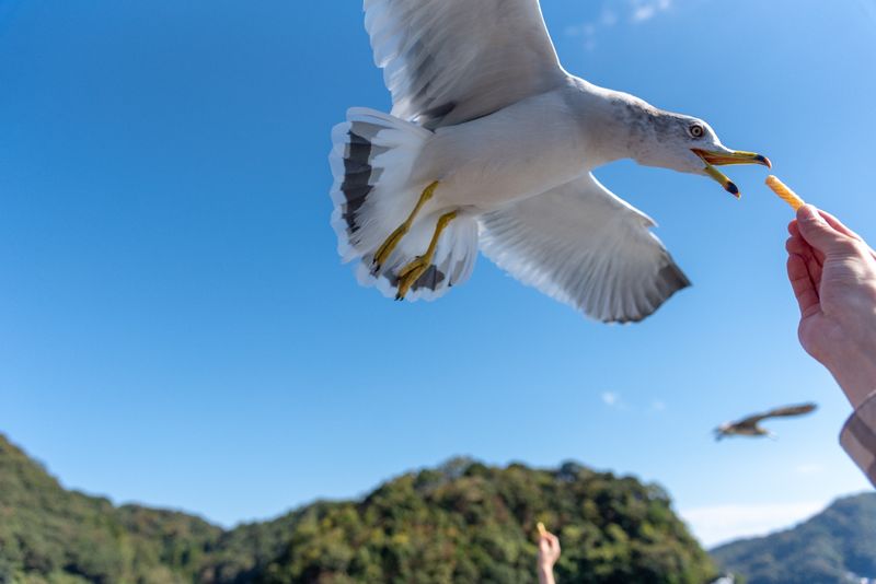 Day Trip to Amanohashidate & Ine no Funaya & Miyama Thatched Village in the Sea of Kyoto (Departure from Osaka or Kyoto) - A short cruise, close to the seagulls