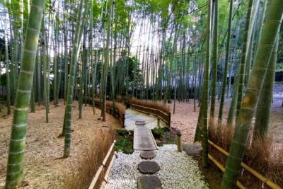 Day Trip to Kamakura & Enoshima: Shrines, Seaside, Temples & Tea