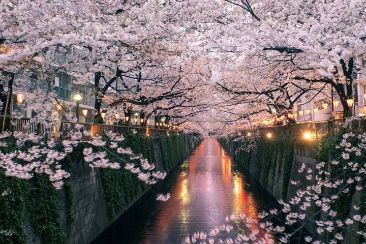 Discover Japan on a Budget: 8-Day Ultimate Starter by Vio Travel Review - A convenient route, not a fully guided tour
