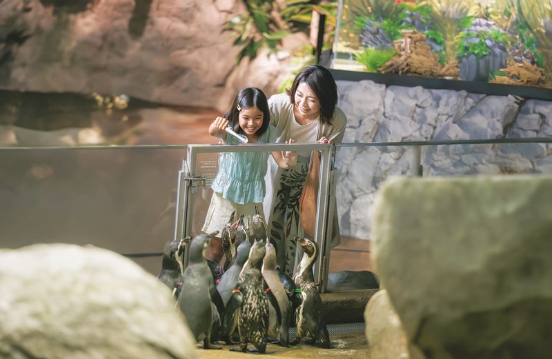 DMM Kariyushi Aquarium Ticket in Okinawa - A different kind of aquarium in Okinawa