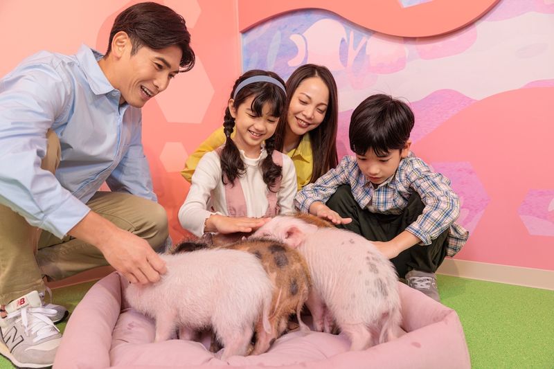 DMM Kariyushi Aquarium Ticket in Okinawa - Feeding sessions are the part to plan around