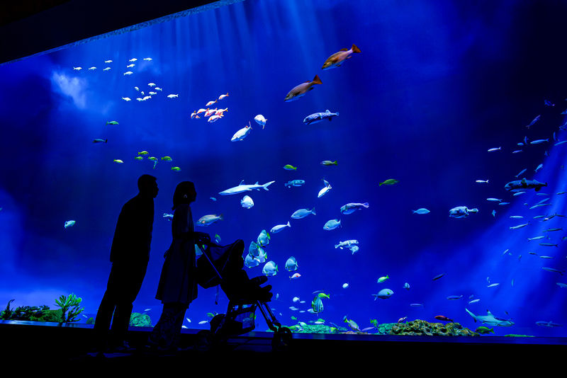 DMM Kariyushi Aquarium Ticket in Okinawa - Who will enjoy DMM Kariyushi Aquarium most?