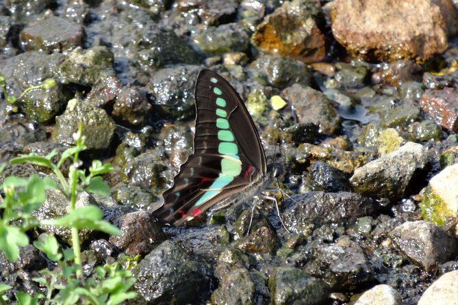 Easygoing Nature Walk in Hakone Tour - Wildlife, geology, and the value of binoculars