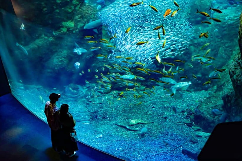 Enoshima Aquarium: Admission Ticket - Why Enoshima Aquarium is more than a fish display