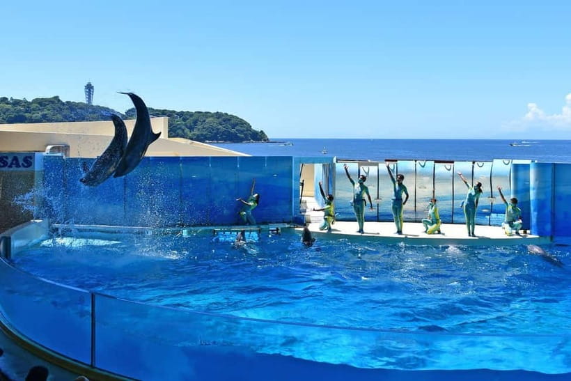 Enoshima Aquarium: Admission Ticket - From familiar marine life to the deep sea