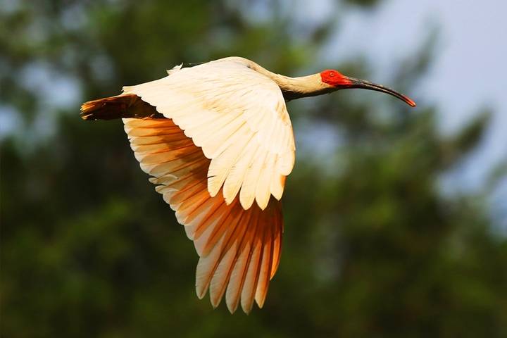 Environmental Conservation Volunteering, Cultural Immersion and Temple Stay on Sado Island by World Unite Japan - Rice Fields, Biotopes, and the Crested Ibis