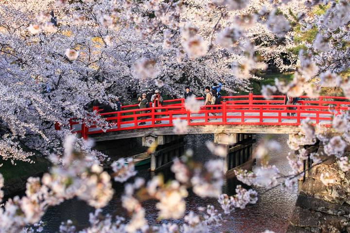 Essential Japan by Odynovo - 13-Day Tokyo to Osaka Tour Review - Who should book this Japan tour?