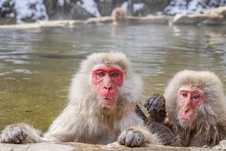 Explore Japan: Snow Monkey & Onsen (Private Guided) by Odynovo - 10-Day Tour - The details that matter