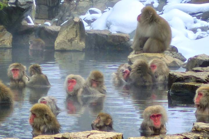Explore Japan: Snow Monkey & Onsen (Private Guided) by Odynovo - 10-Day Tour - Shirakawa-go makes the mountain detour worthwhile