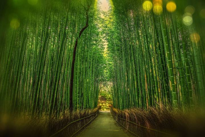 Explore Japan: Tokyo Towers, Torii Gates & Samurais by journaway DACH - 19-Day Tour - A self-guided route with the big Japan highlights