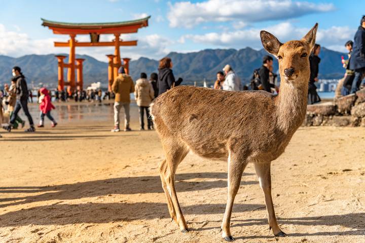 Explore Japan: Tokyo Towers, Torii Gates & Samurais by journaway DACH - 19-Day Tour - Osaka and Nara: food, shopping and a little backtracking
