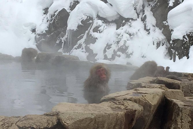 Explore Jigokudani Snow Monkey Park with a Local Guide - Why Jigokudani is worth the trip