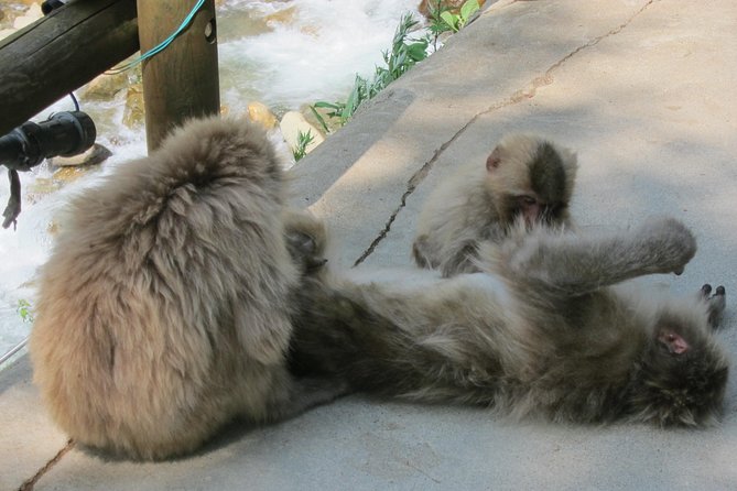 Explore Jigokudani Snow Monkey Park with a Local Guide - Watching the Japanese macaques at the hot springs
