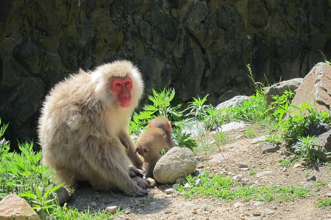 Explore Jigokudani Snow Monkey Park with a Local Guide - Enza Cafe and the Kaede no Yu foot spa