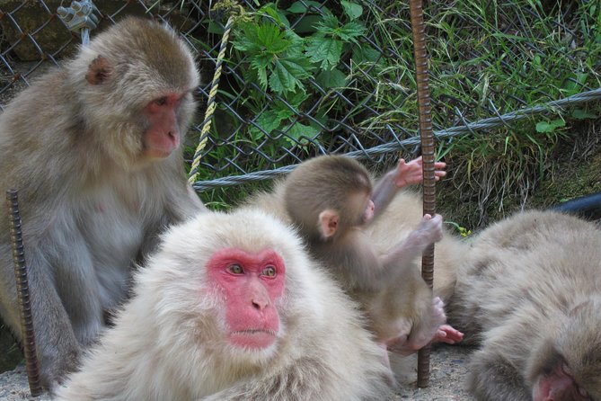 Explore Jigokudani Snow Monkey Park with a Local Guide - Who should choose this tour?