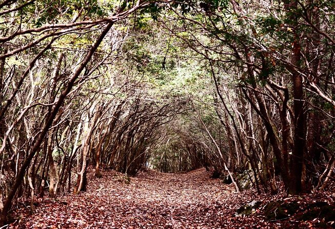 Explore Mt. Fuji Ice Cave in Aokigahara Forest - Key points before you book