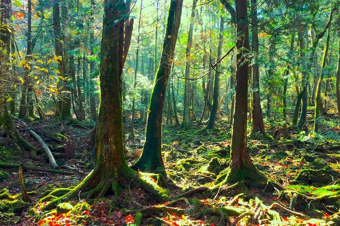 Explore Mt. Fuji Ice Cave in Aokigahara Forest - Why this cave feels different from a normal sightseeing stop