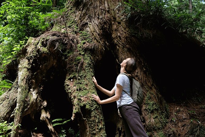 Forest Bathing in Temple and Enjoy onsen with healing power - Walking Through the 500-Year-Old Cedar Forest