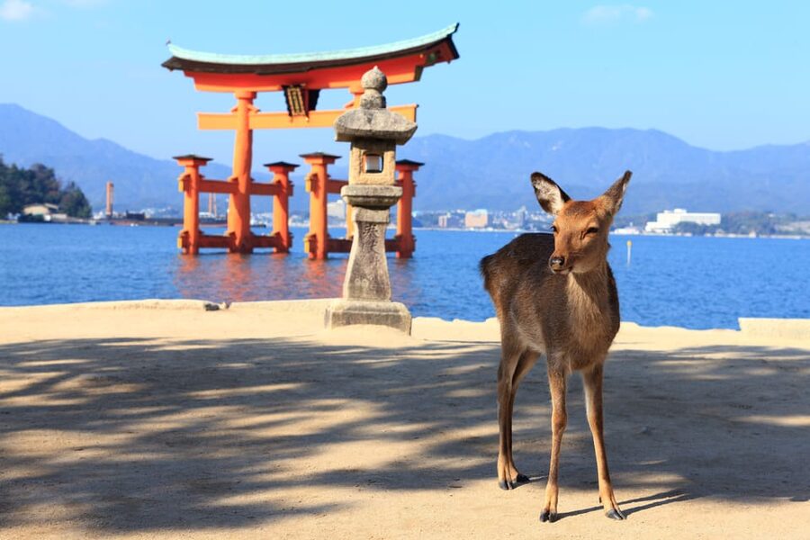 From Hiroshima: Hiroshima & Miyajima 1 Day Tour with Lunch - Who should book this Hiroshima day tour?