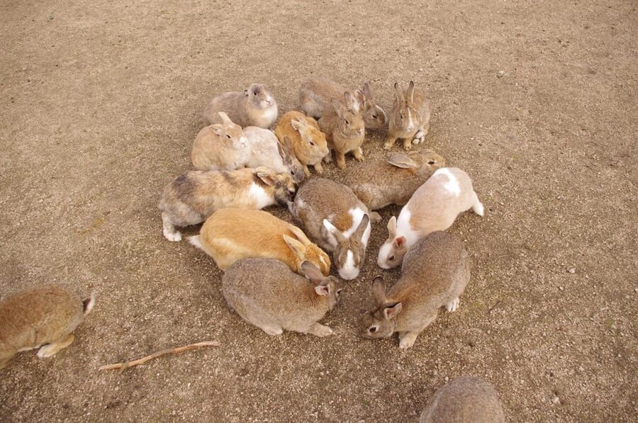 From Hiroshima: Rabbit Island and Takehara Town Tour - Meeting your guide at Hiroshima Station