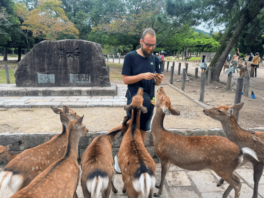 From Kyoto: Nara Guided Morning Tour - Nara Park and the deer