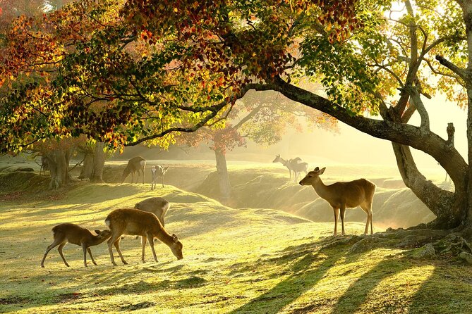 From Kyoto: Nara History Guided Half Day Bus Tour with Lunch - The best parts of this Nara half-day tour