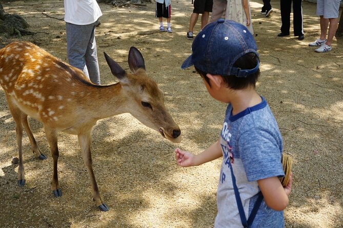 From Kyoto: Nara History Guided Half Day Bus Tour with Lunch - Kasuga Taisha and the quiet language of Shinto