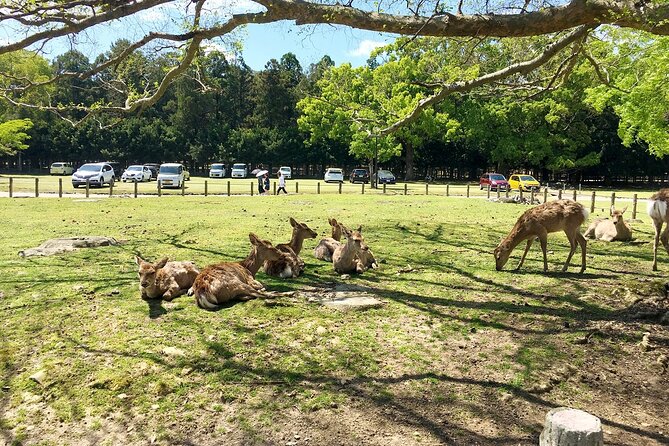 From Kyoto: Nara History Guided Half Day Bus Tour with Lunch - Japanese lunch and a short chance to shop